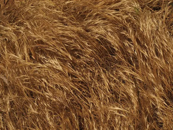 Dried grass texture background in a sunny summer day — Stock Photo, Image