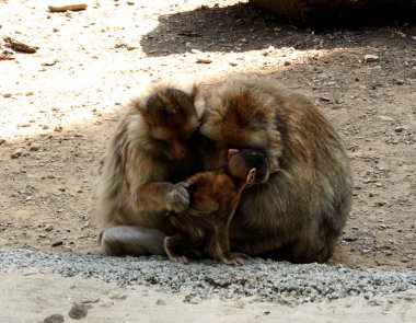 Gri Berber aile sarılma bebekle maymunlar.