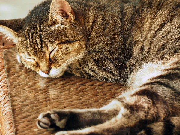 Slapende Kat Bruin Gestripte Kitten Een Stoep Buitenshuis — Stockfoto