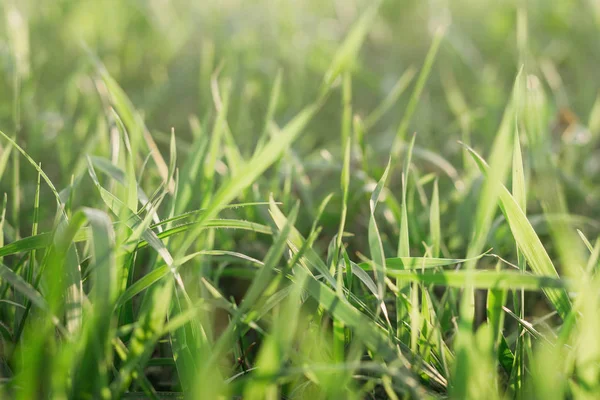 Yeşil çim yakın çekim. Doğal arka plan.