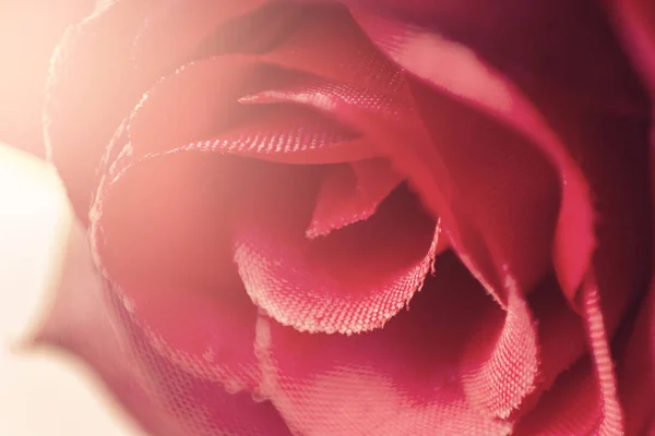 Dekoratif gül yakın çekim. Makro.