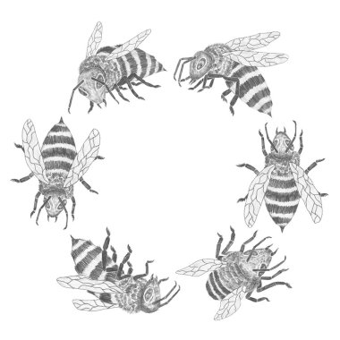 Arı çemberi. Beyaz arka planda yuvarlak el çizimi arılar. Bal endüstrisi için klasik illüstrasyon, tasarım, kartvizitler, posterler.