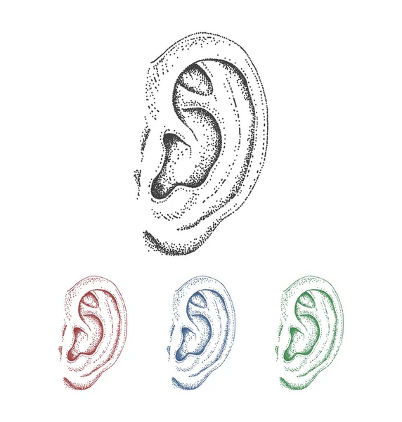 Human Ear Engraved Style Vector Illustration Body Parts — Stock Vector