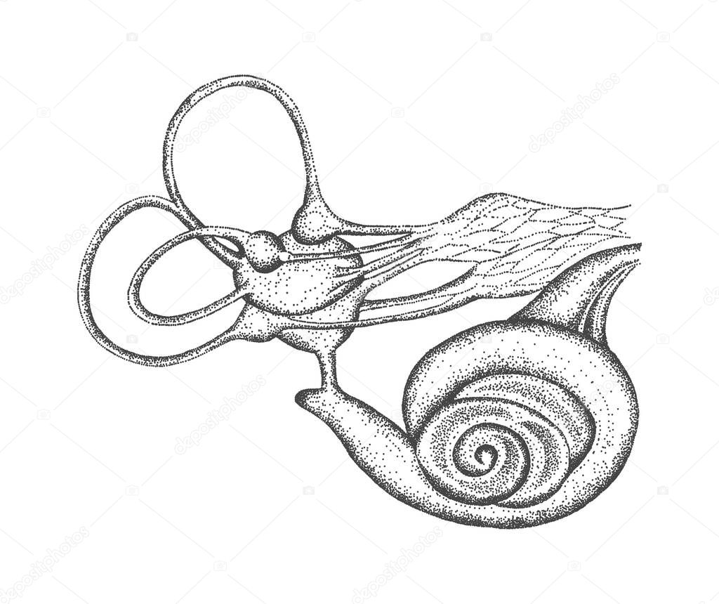 Vector illustration of inner ear. Schematic drawing of the hearing aid, vintage engraved illustration.