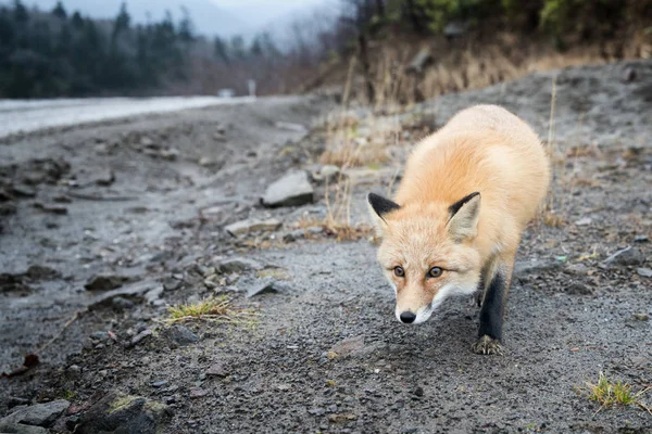 Una Fotografía Zorro Condiciones Naturales Bosque Verano —  Fotos de Stock