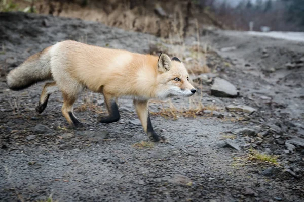 Photographie Renard Dans Les Conditions Naturelles Forêt Estivale — Photo