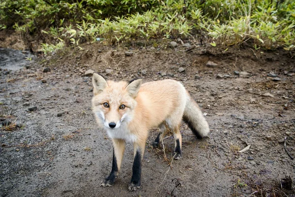 Una Fotografía Zorro Condiciones Naturales Bosque Verano — Foto de Stock