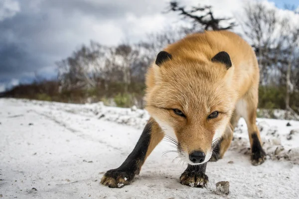 Una Fotografía Zorro Condiciones Naturales Medio Del Bosque Invernal —  Fotos de Stock