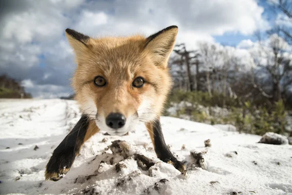 Uma Fotografia Uma Raposa Condições Naturais Meio Floresta Inverno — Fotografia de Stock