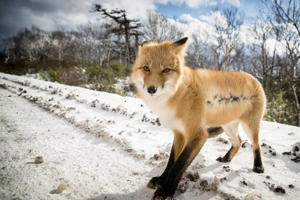 Uma Fotografia Uma Raposa Condições Naturais Meio Floresta Inverno — Fotografia de Stock