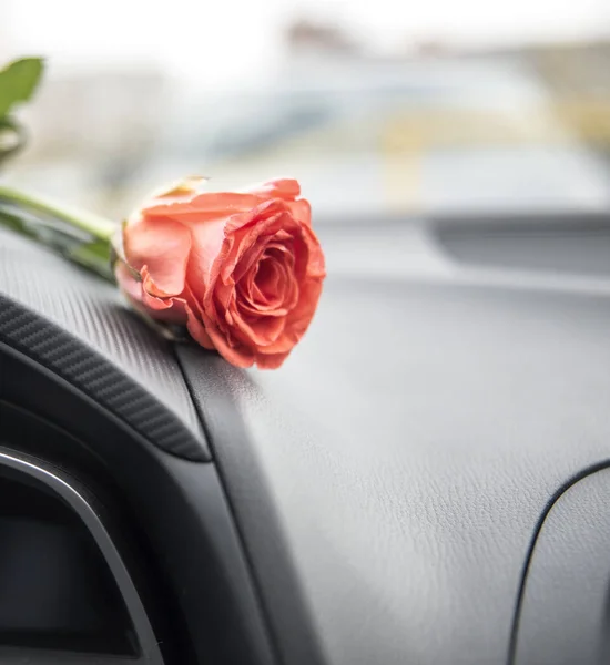 Red rose in a car interior