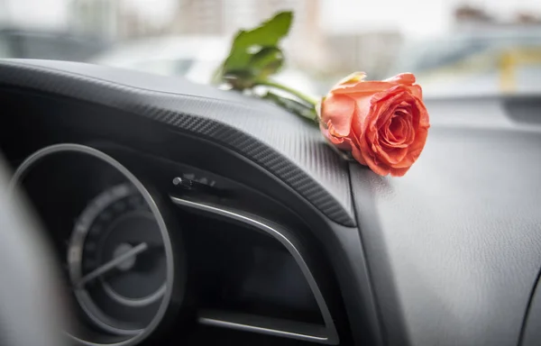 Red rose in a car interior