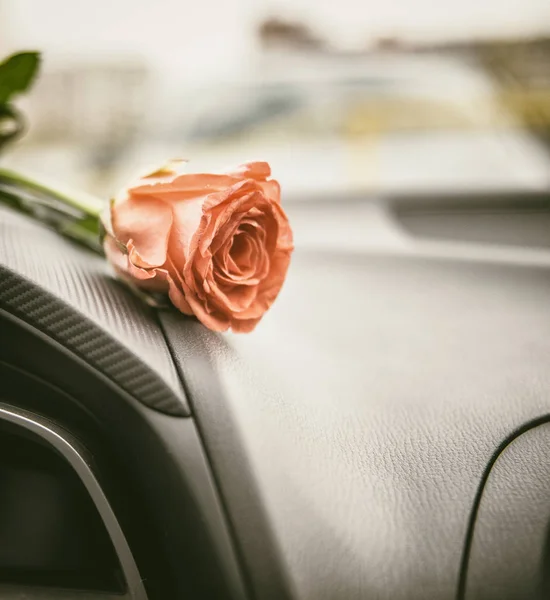 Red rose in a car interior