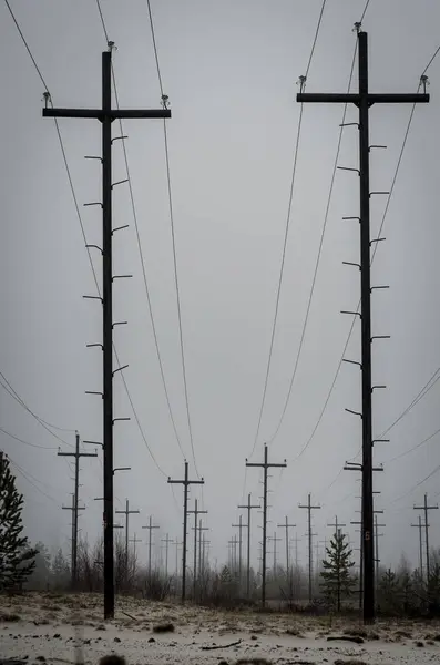 Çorak birçok elektrik ayağı. Puslu yaz orman.