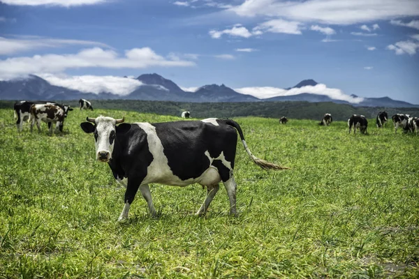 Las Vacas Pastan Prado Las Montañas Pueden Ver Distancia — Foto de Stock