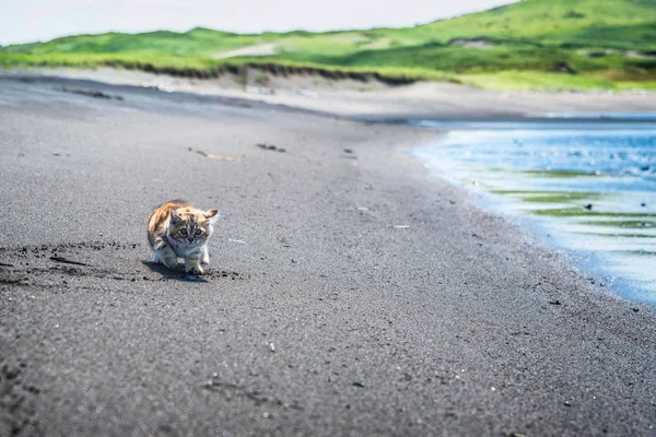 Küçük kırmızı bir kedi yavrusu deniz kıyısındaki kumda oynuyor..