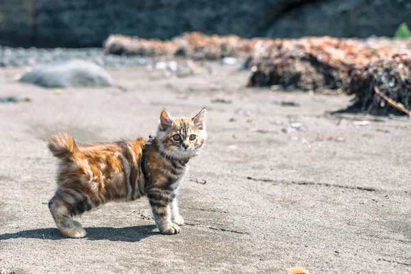 Küçük kırmızı bir kedi yavrusu deniz kıyısındaki kumda oynuyor..