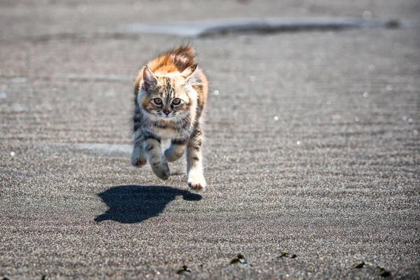 Küçük kırmızı bir kedi yavrusu deniz kıyısındaki kumda oynuyor..