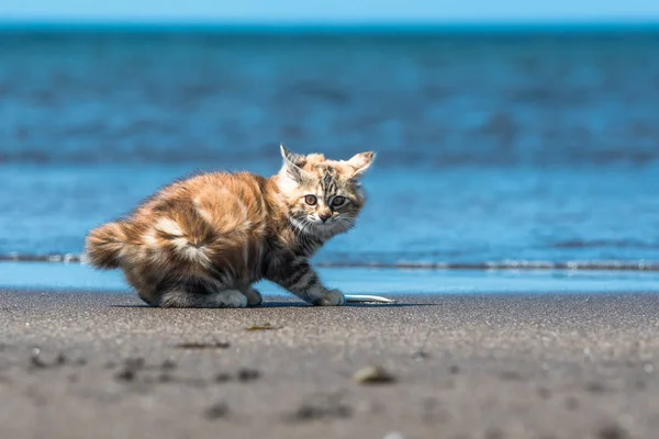 Küçük kırmızı bir kedi yavrusu deniz kıyısındaki kumda oynuyor..