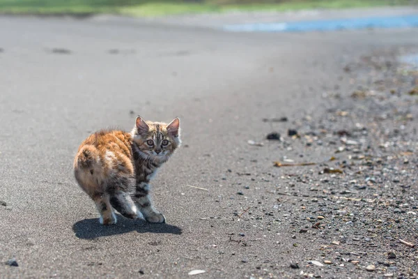 Küçük kırmızı bir kedi yavrusu deniz kıyısındaki kumda oynuyor..