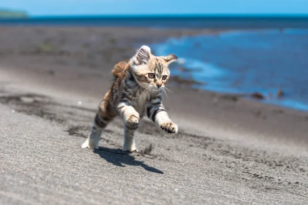 Küçük kırmızı bir kedi yavrusu deniz kıyısındaki kumda oynuyor..