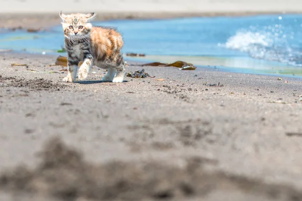 กแมวส แดงเล นในทรายบนชายฝ — ภาพถ่ายสต็อก