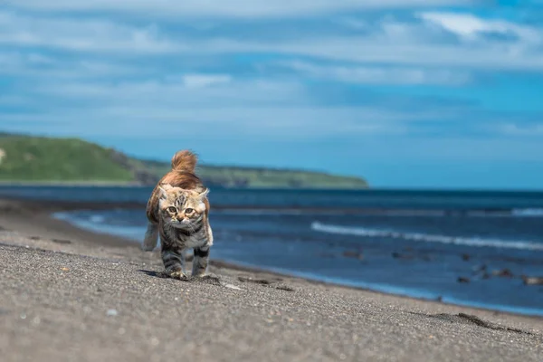 กแมวส แดงเล นในทรายบนชายฝ รูปภาพสต็อกที่ปลอดค่าลิขสิทธิ์
