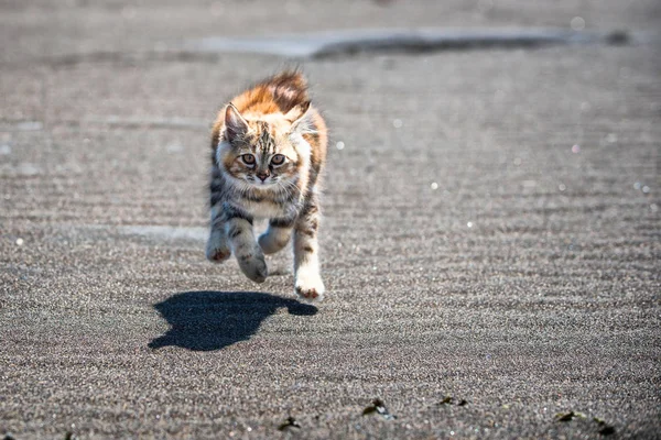 กแมวส แดงเล นในทรายบนชายฝ ภาพถ่ายสต็อกที่ปลอดค่าลิขสิทธิ์