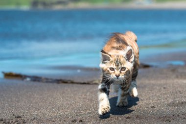 A little red kitten plays in the sand on the seashore. clipart