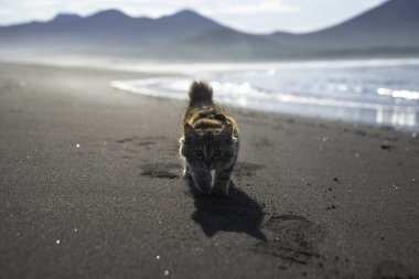 Küçük kırmızı bir kedi yavrusu deniz kıyısındaki kumda oynuyor..