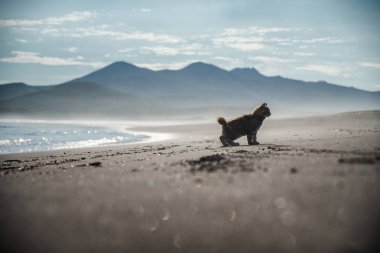 Küçük kırmızı bir kedi yavrusu deniz kıyısındaki kumda oynuyor..