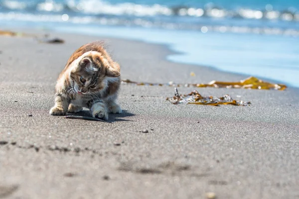 Küçük kırmızı bir kedi yavrusu deniz kıyısındaki kumda oynuyor..