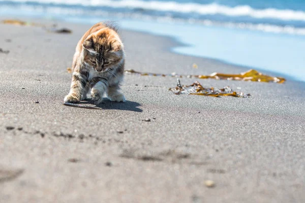 Küçük kırmızı bir kedi yavrusu deniz kıyısındaki kumda oynuyor..