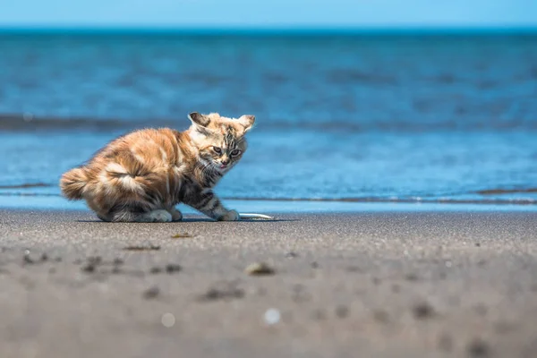 Маленький Красный Котенок Играет Песке Берегу Моря — стоковое фото
