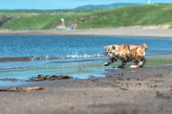 Küçük kırmızı bir kedi yavrusu deniz kıyısındaki kumda oynuyor..