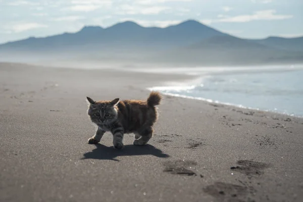 Küçük kırmızı bir kedi yavrusu deniz kıyısındaki kumda oynuyor..