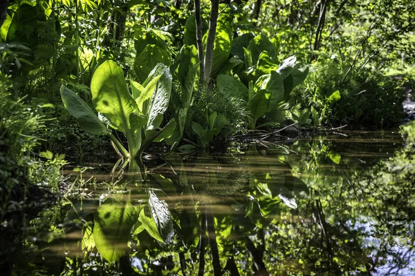 Das Grün Spiegelt Sich Wasser Eines Kleinen Sees — Stockfoto