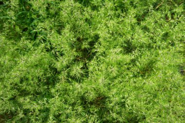 Yeşil yaprakları veya çalı ağacı duvar arka plan