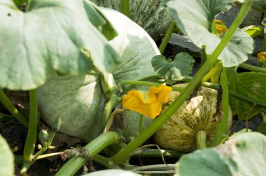 sebze bahçesinde genç yeşil kabak