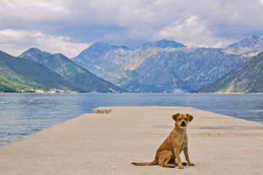 dağların arka planında iskelede yalnız köpek