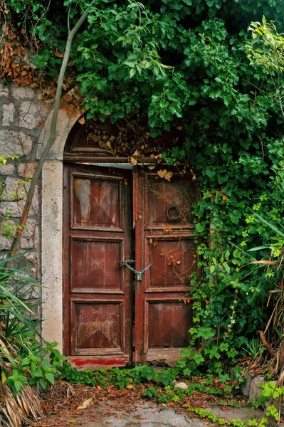 Eski bir paslı kapının ön cephesi, güzel bir yeşil kemer ile büyümüş — Stok fotoğraf