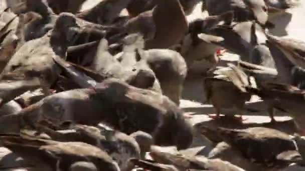 Un troupeau de pigeons suspendus autour de la place et battant miettes. — Video