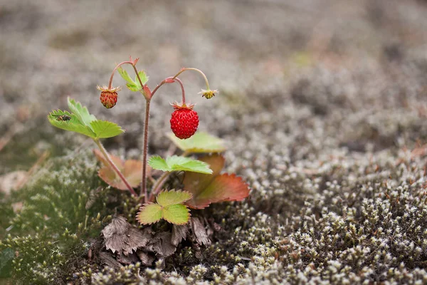 Macro photo of wild strawberry grown up in moss. — Stock Photo, Image