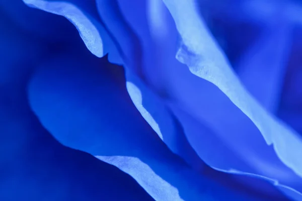 Nazik mavi gül yapraklarının makro fotoğrafları