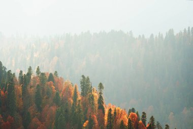 Sonbahar sisli dağ panoramik manzaralı renkli orman. Parlak ağaçlar ve tepeler güneş ışığıyla. Krasnaya polyana, Sochi, Rusya