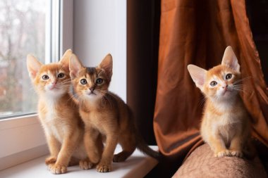 Pencerede oturan ve kameraya bakan üç sevimli Habeş kedisi.