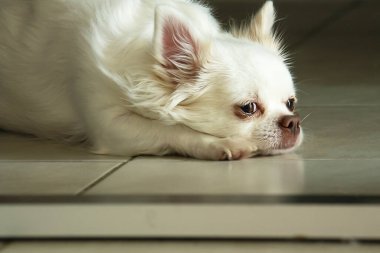 Kaseden yemek yiyen beyaz bir köpeğin yakın plan portresi. Chihuahua cinsi..