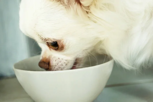 Kaseden yemek yiyen beyaz bir köpeğin yakın plan portresi. Chihuahua cinsi..