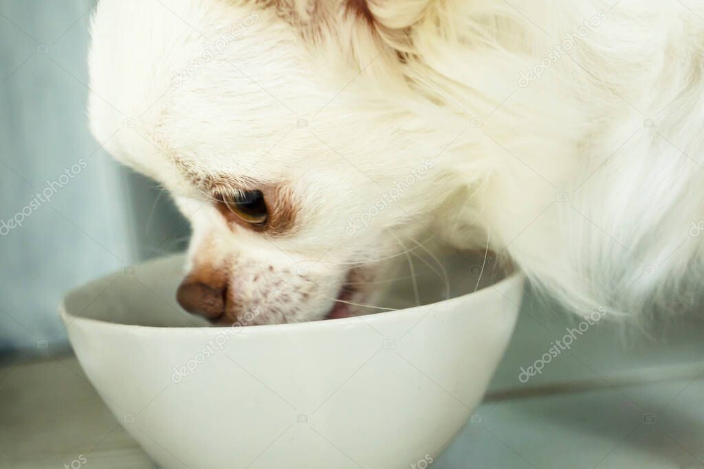 Closeup portrait of a white dog eating from bowl. Chihuahua breed.