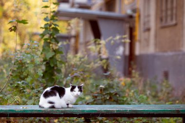 Avludaki harap haldeki bankta oturan siyah beyaz sokak kedisi. Ev yaşlı ve pasaklı. Sonbahar, öğleden sonra